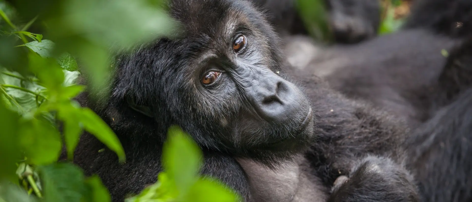 Mountain gorilla Mountain gorilla - Rwanda