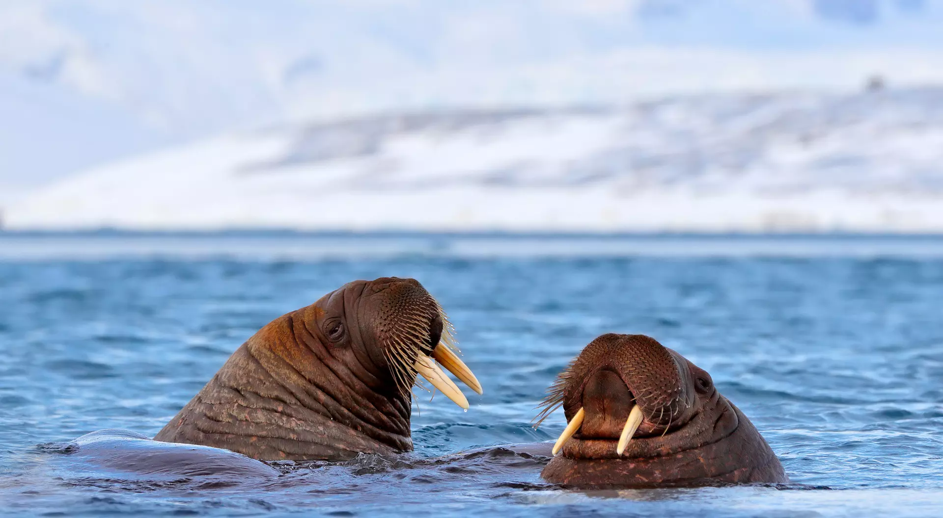 Walrus, Odobenus rosmarus, in the sea water, Svalbard, Norway.