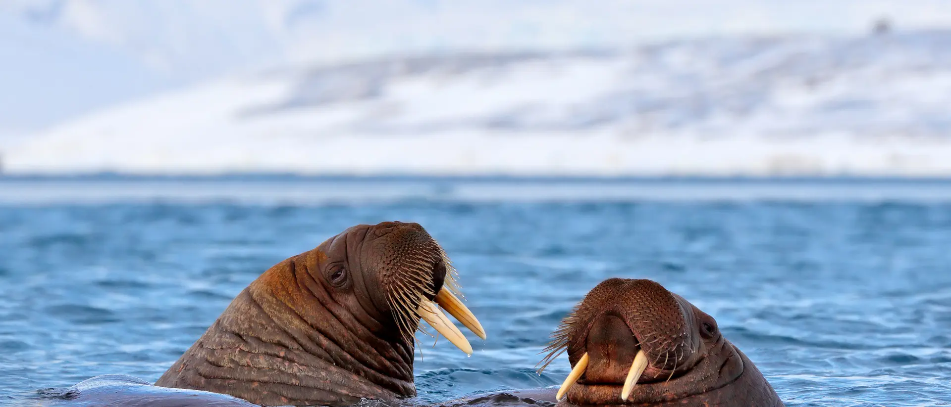 Walrus, Odobenus rosmarus, in the sea water, Svalbard, Norway.