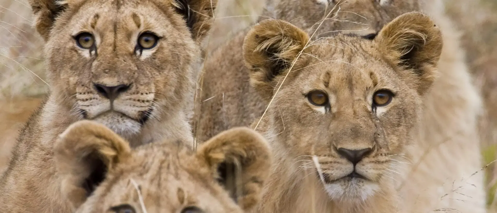 Family of lions Family of lions in South Africa