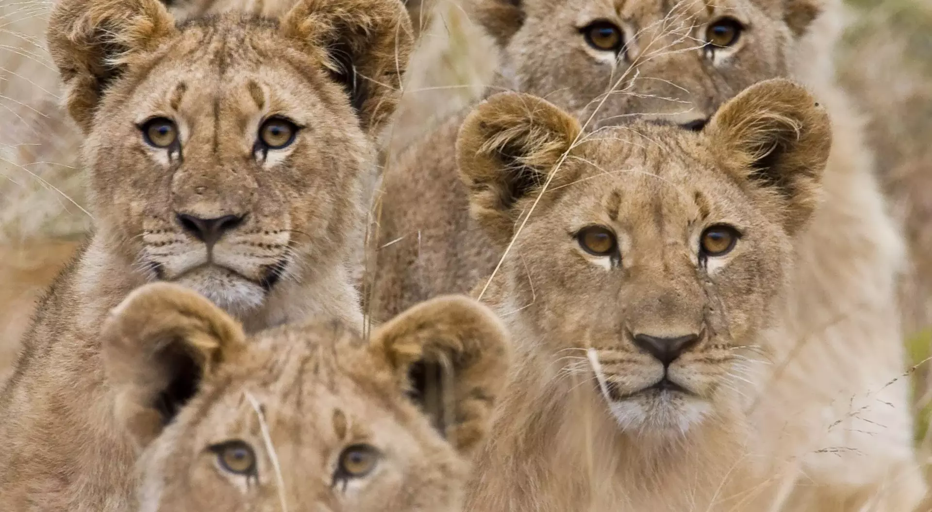 Family of lions in South Africa