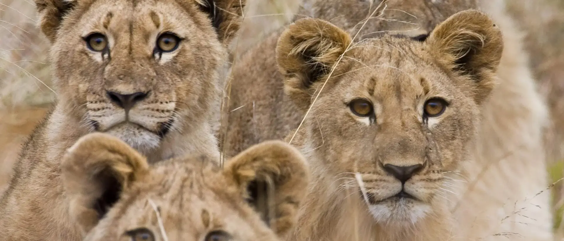 Family of lions in South Africa