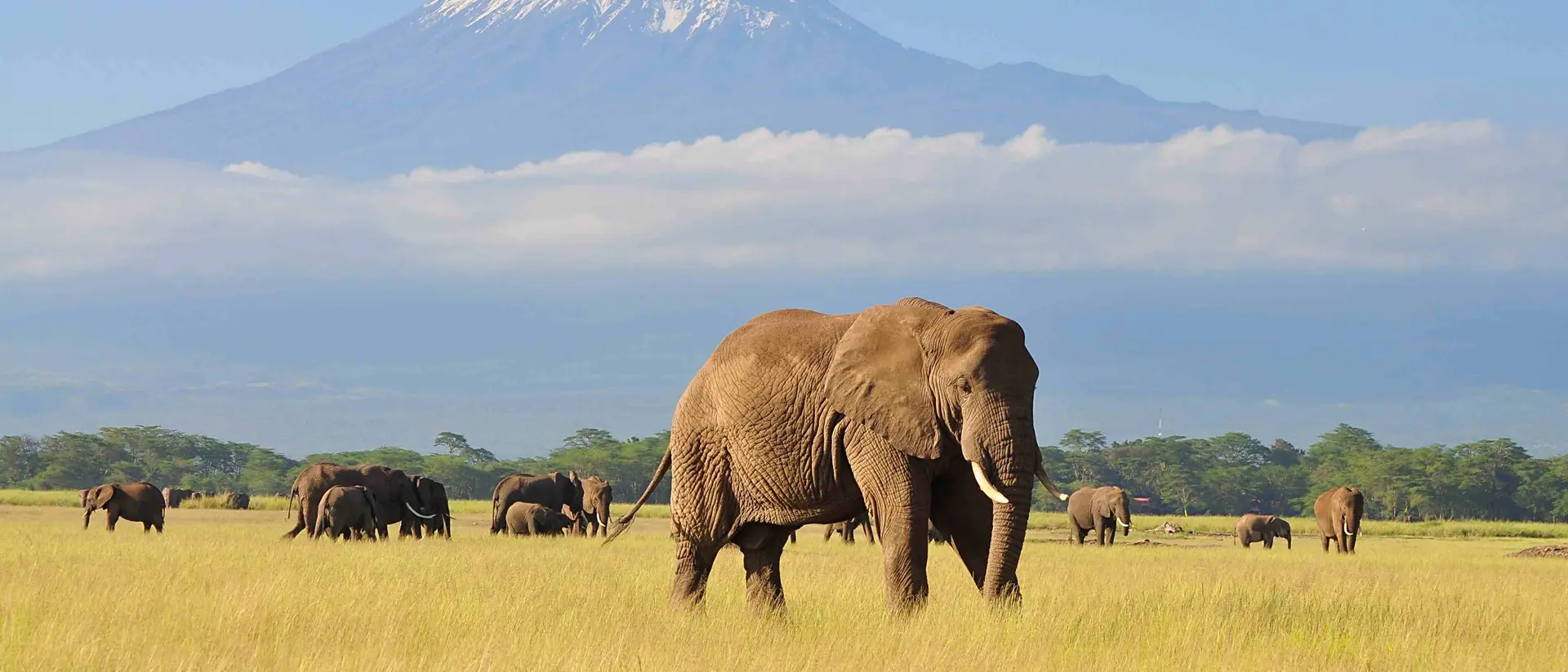 Elephant Standing at Amboseli national park with Kilimanjaro Background