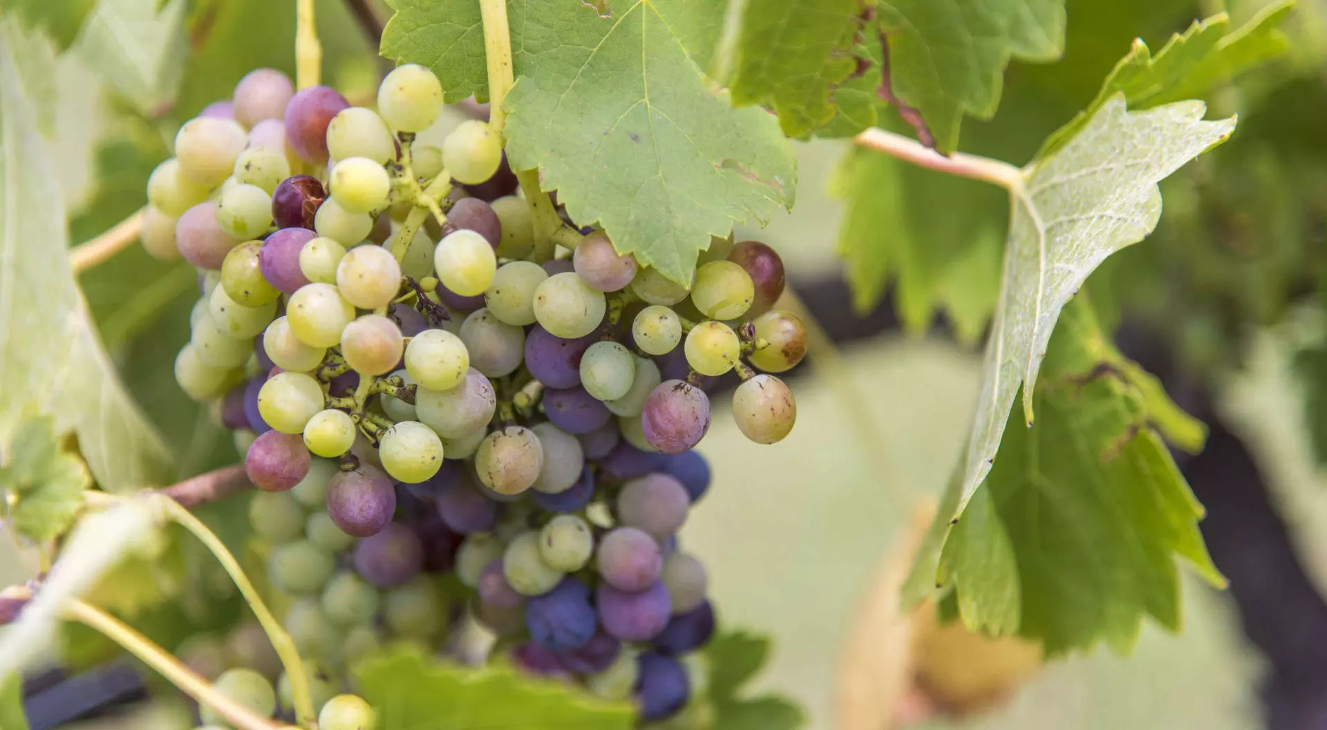 Grapes of the Hunter Valley Australia
