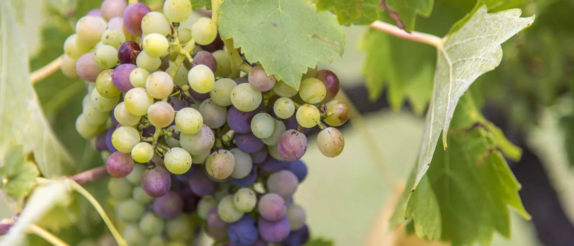 Hunter Valley Grapes of the Hunter Valley Australia