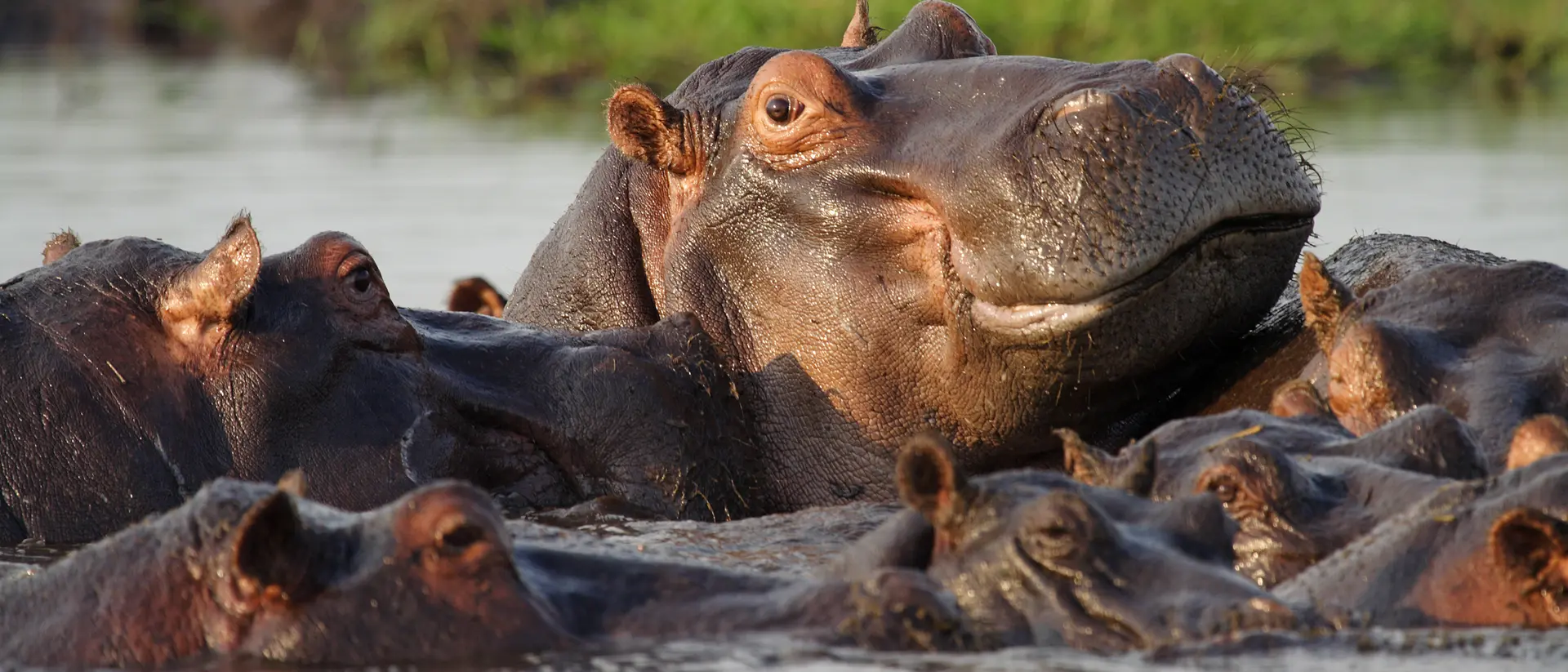 Hippopotamus pool Hippopotamus pool, Chobe River, Botswana