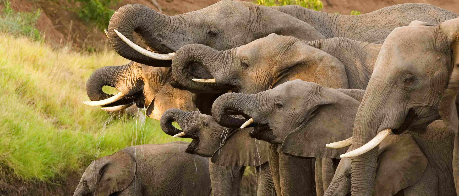 Elephants drinking at a waterhole in Botswana