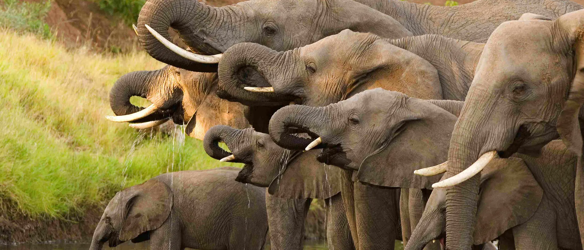 Elephants drinking at a waterhole in Botswana