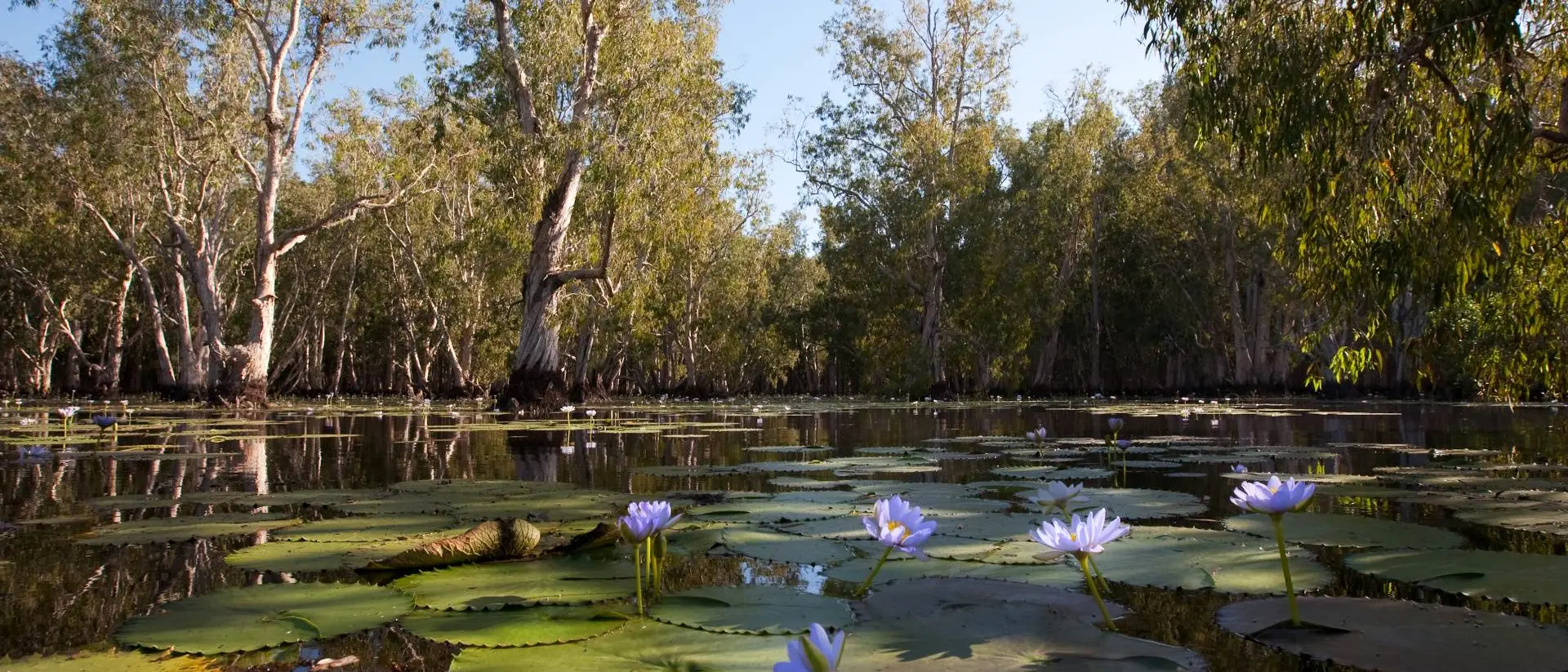 Kakadu National Park Mangrove trees and beautiful blue Lotus flowers in Kakadu National Park