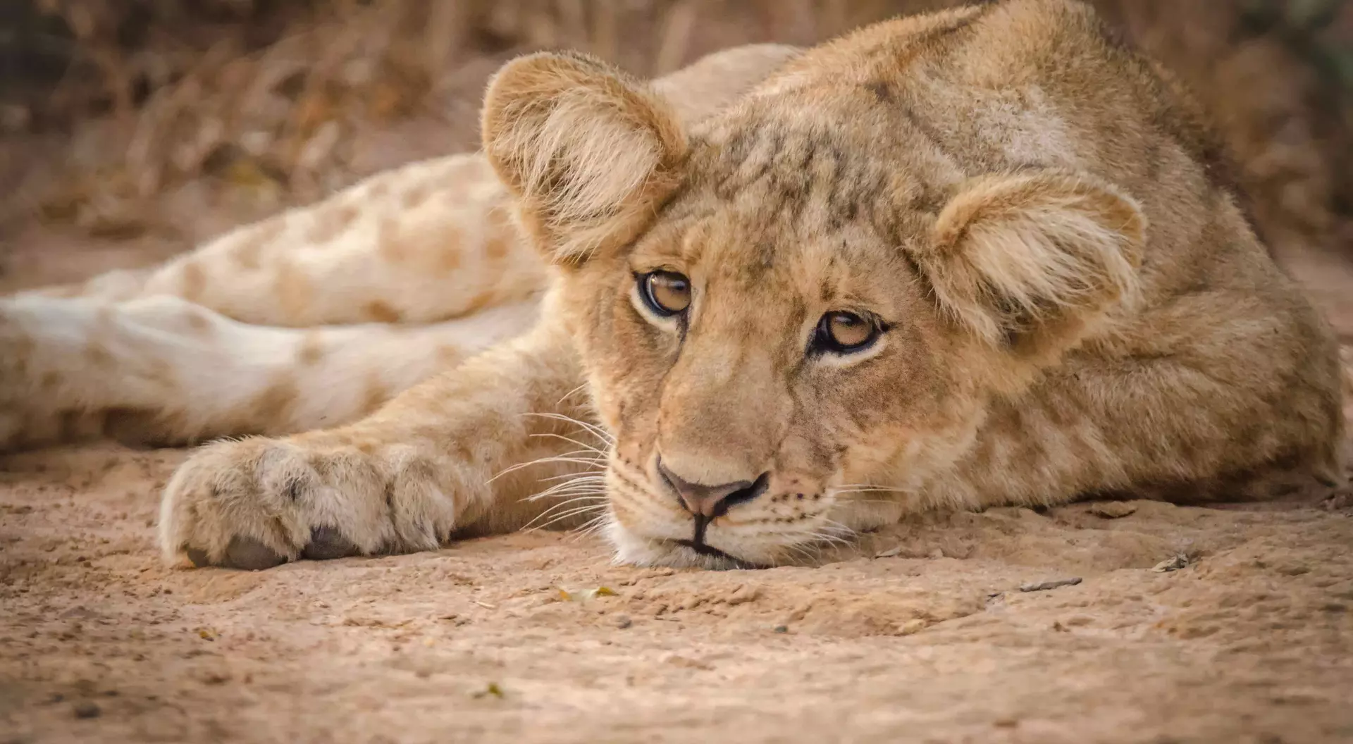 Lion cub relaxing