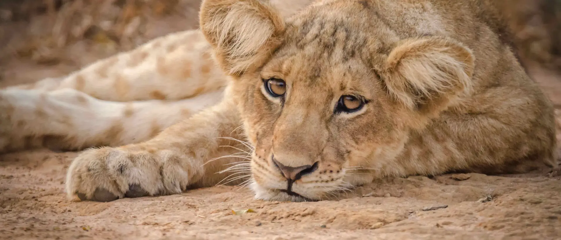 Lion cub relaxing Lion cub relaxing
