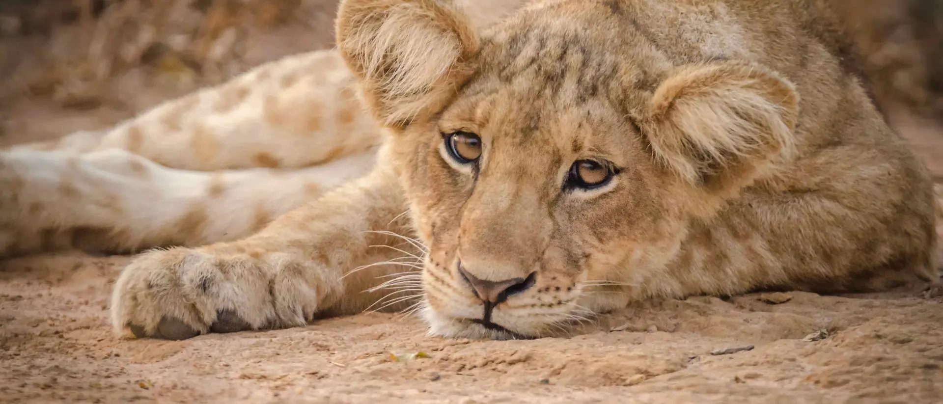 Lion cub relaxing Lion cub relaxing