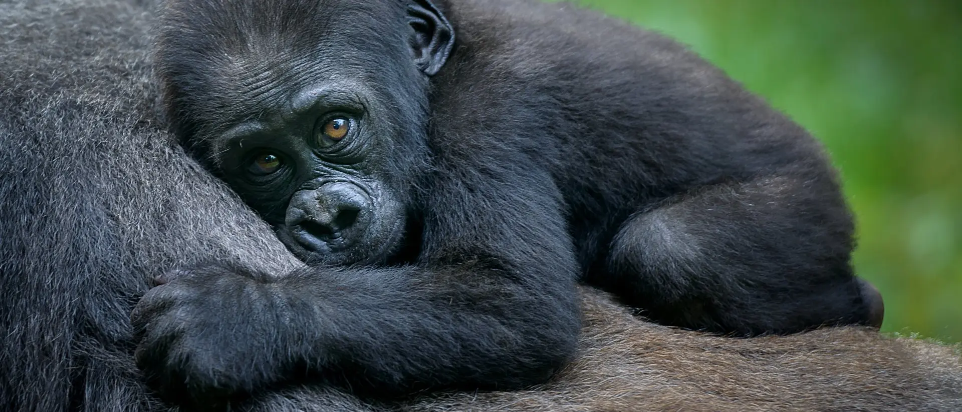 Baby Mountain Gorilla - Rwanda