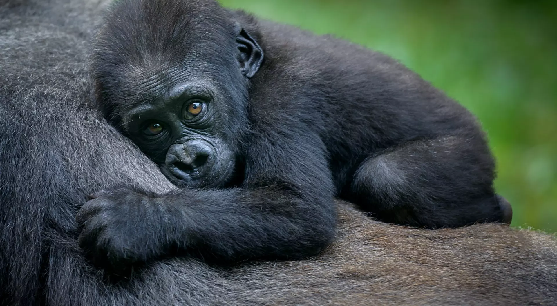 Baby Mountain Gorilla - Rwanda