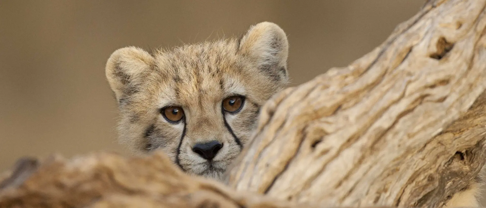Cute cheetah cub looking over log