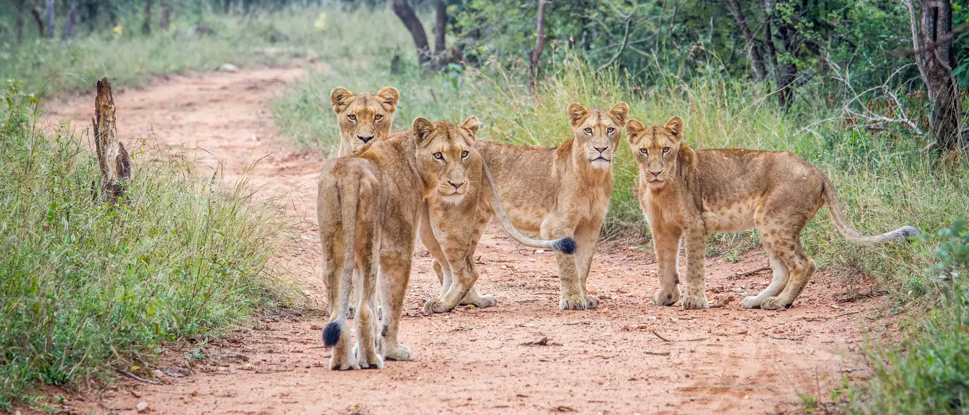 South Africa Southern Africa Wildlife