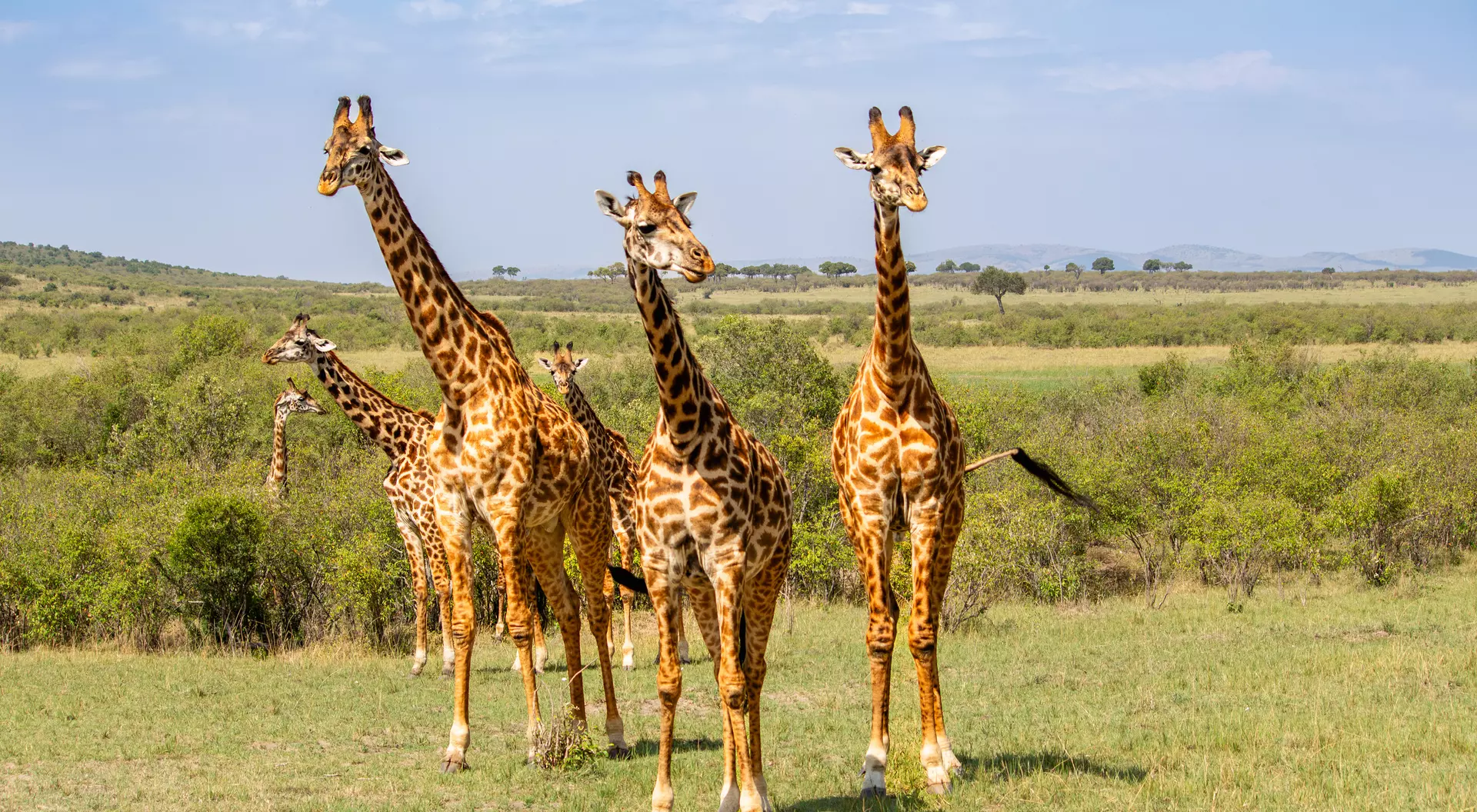 A family of giraffes in the Maasai Mara