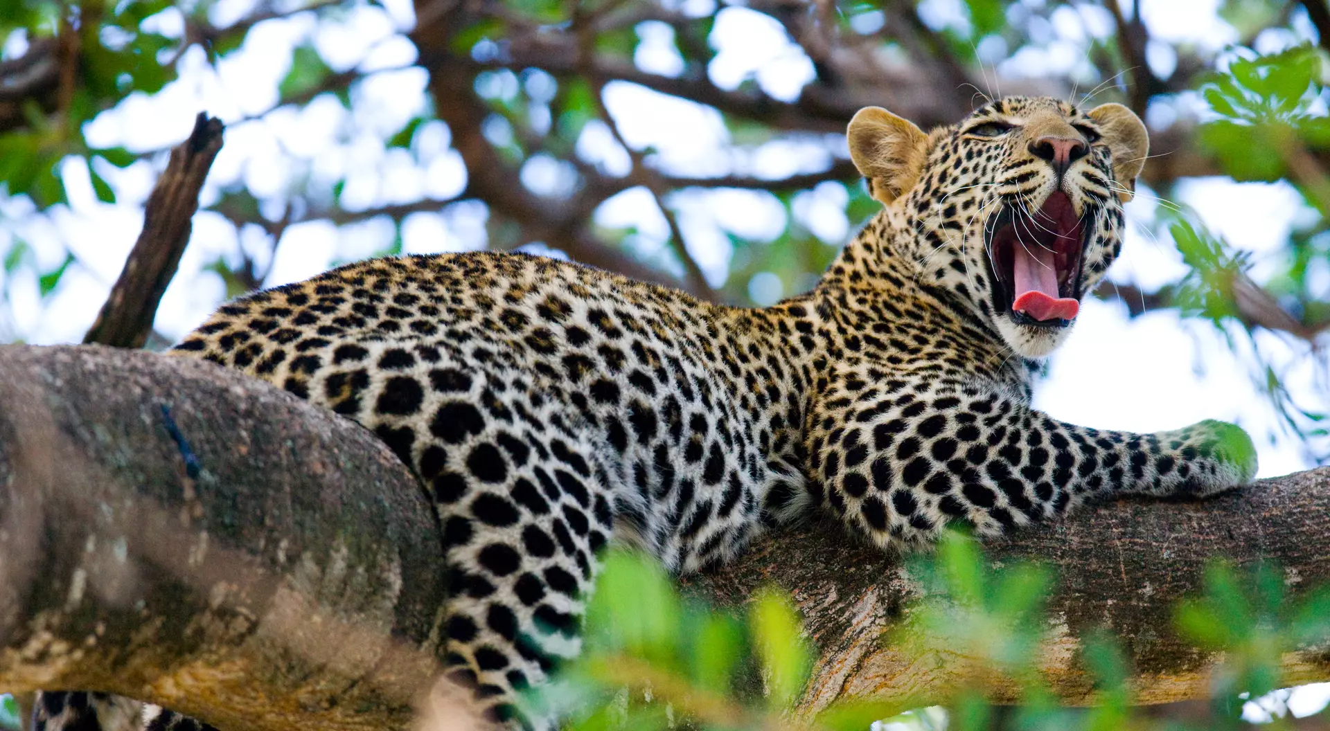 Leopard resting on a tree branch, yawning lazily in the wild.