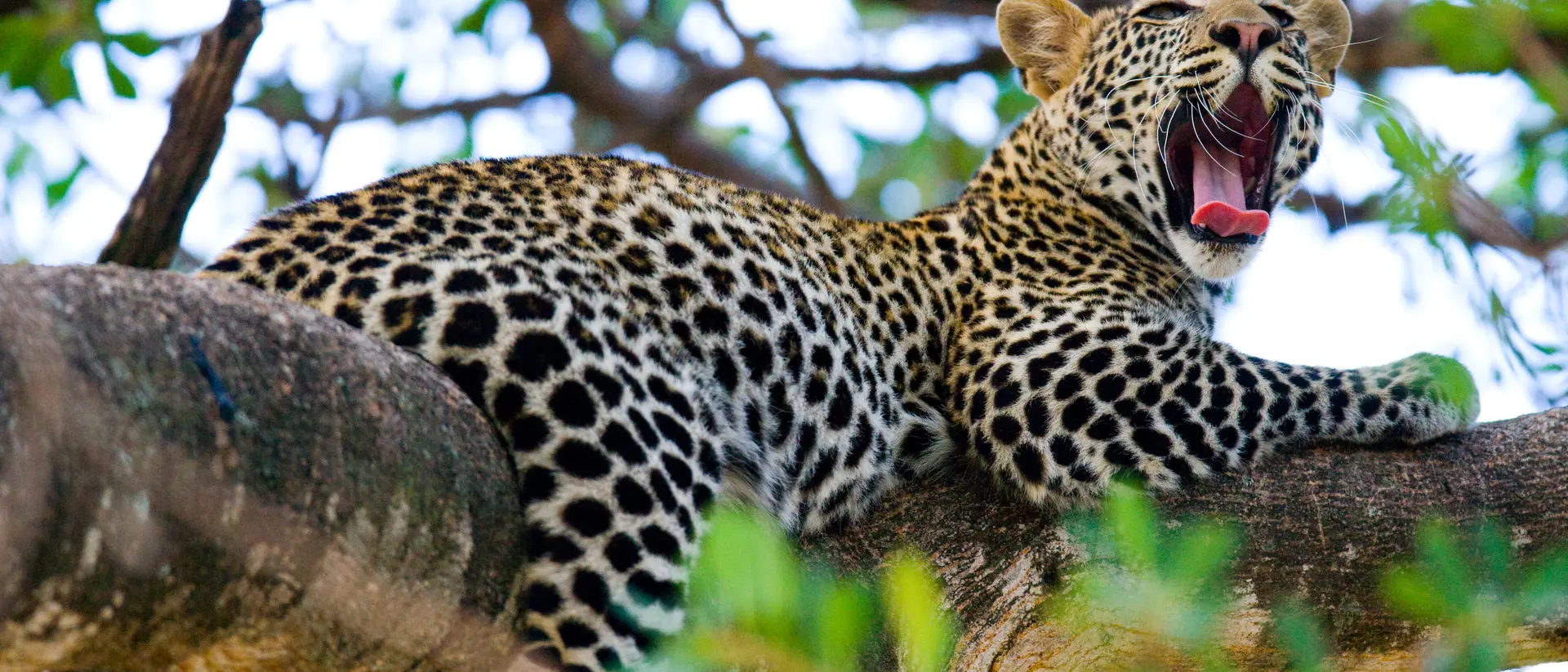 Leopard resting on a tree branch, yawning lazily in the wild.