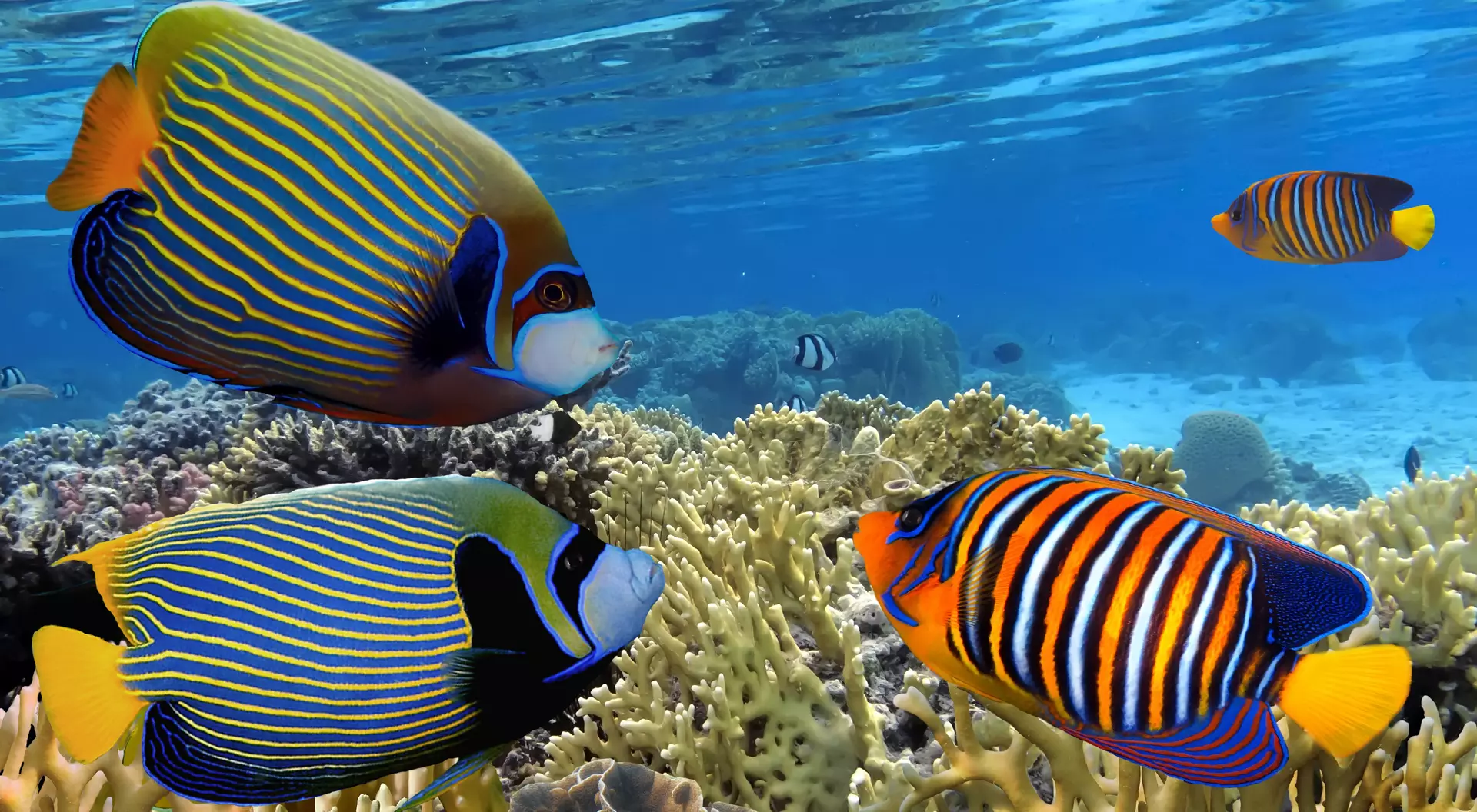 Great Barrier Reef