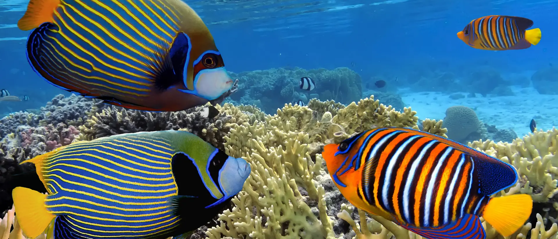 Great Barrier Reef