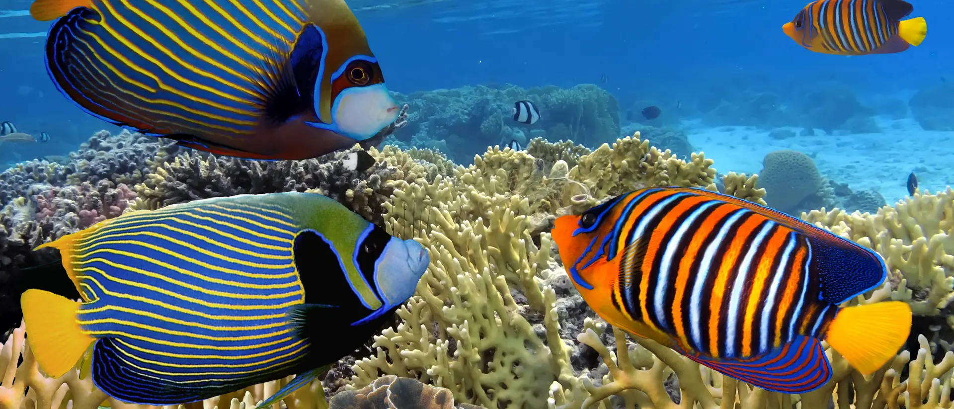 Great Barrier Reef