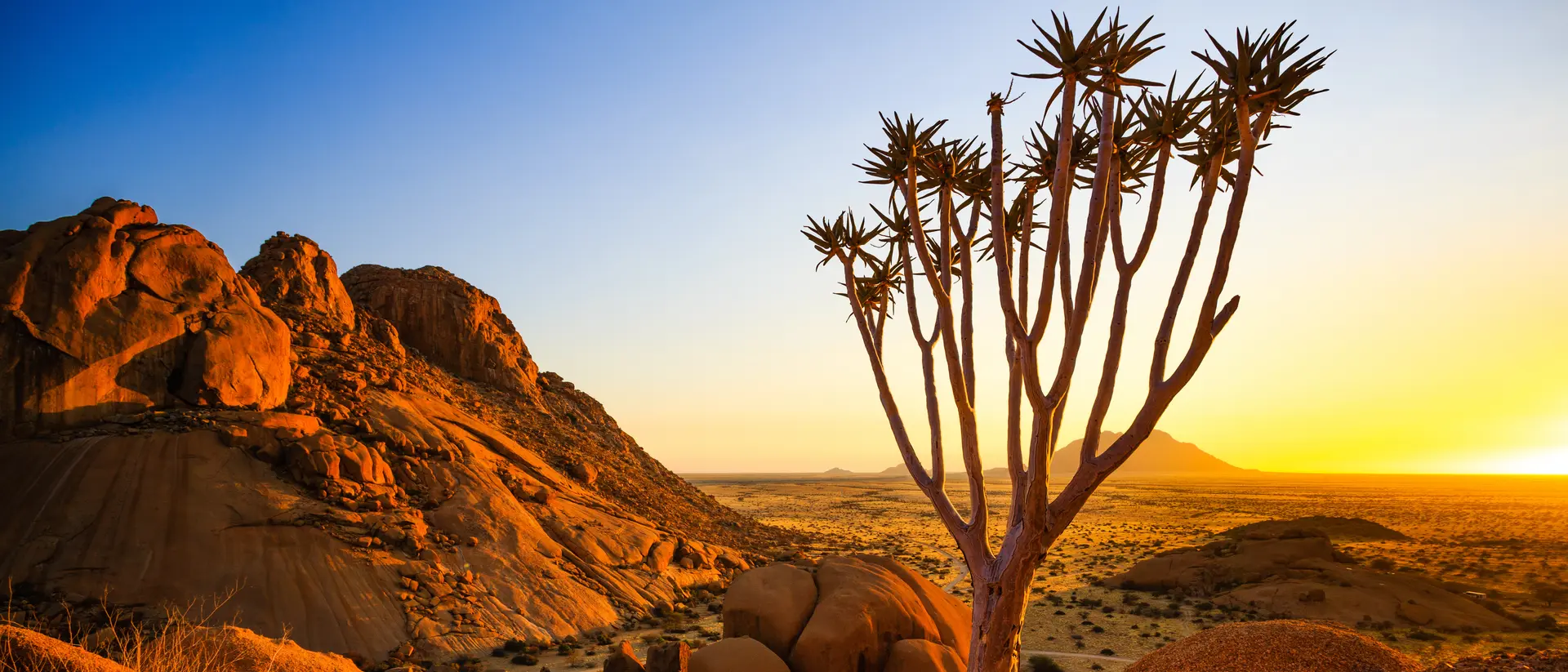 A young quiver tree adds a touch of life standing against the bald granite peaks.