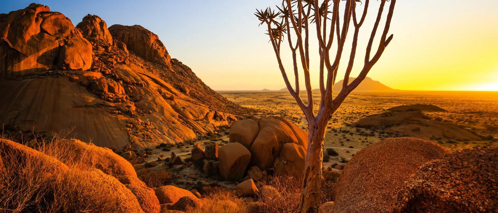 A young quiver tree adds a touch of life standing against the bald granite peaks.