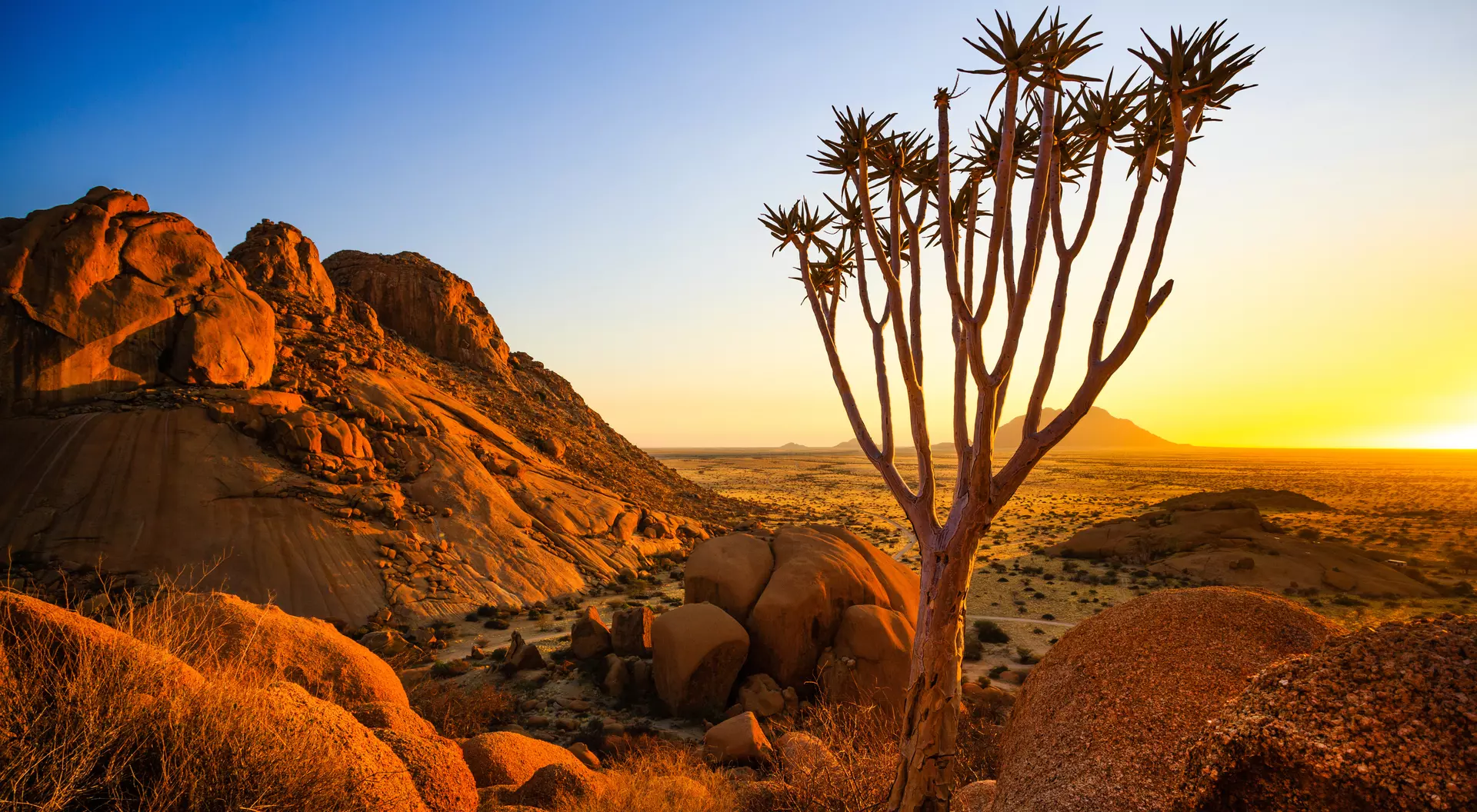 A young quiver tree adds a touch of life standing against the bald granite peaks.