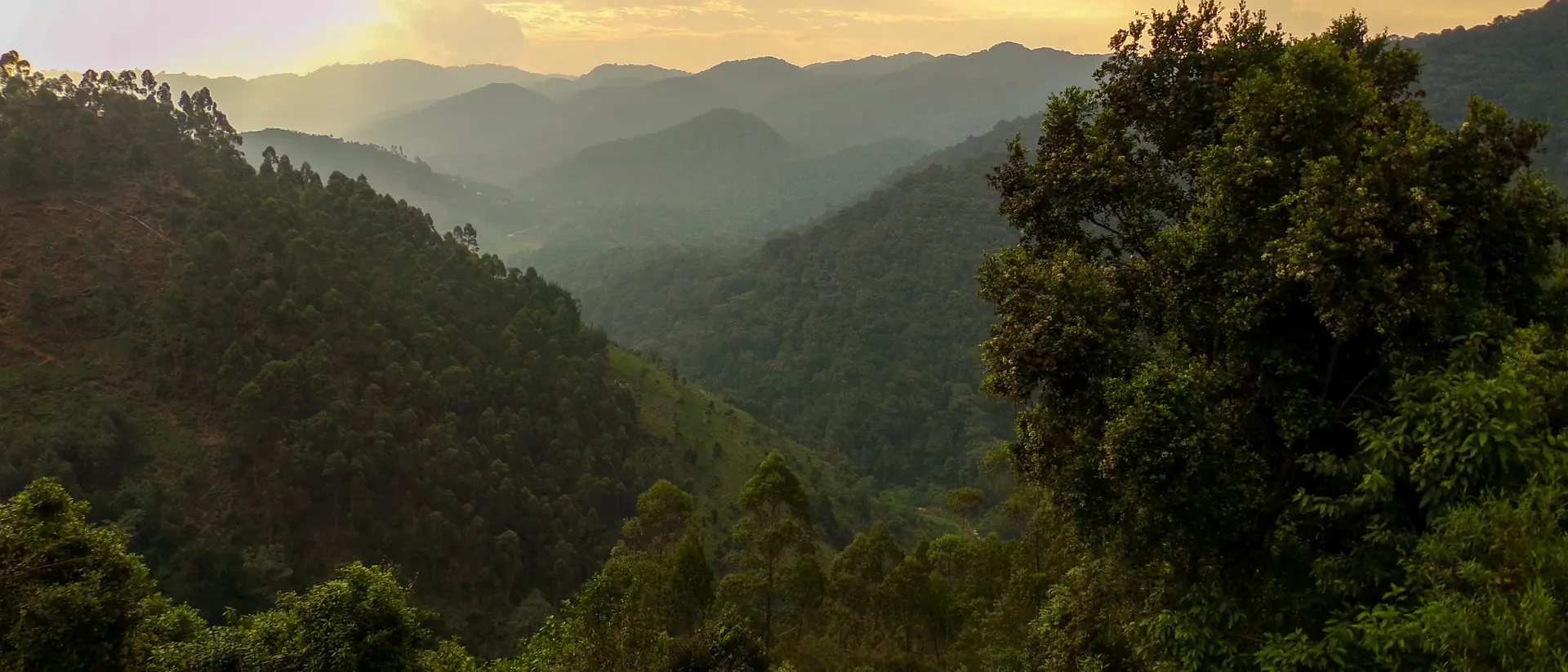 Bwindi Impenetrable Forest