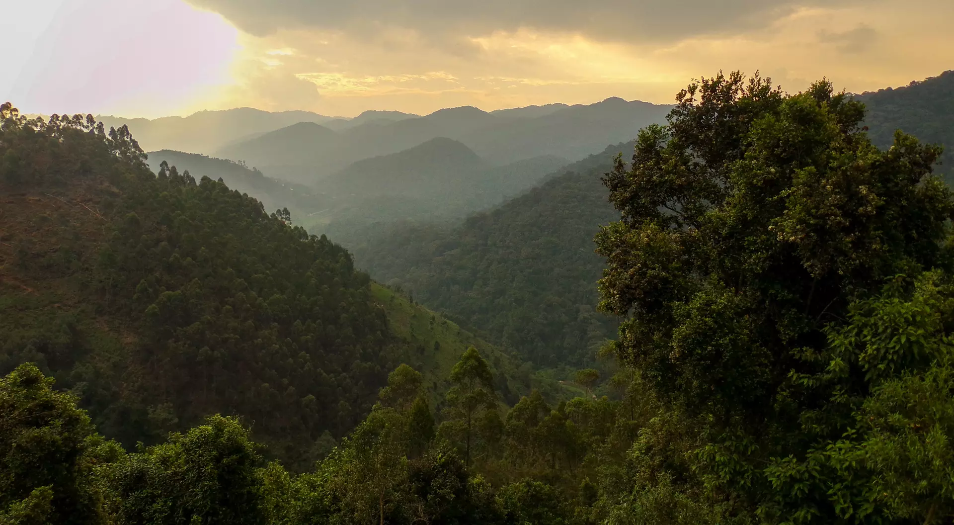 Bwindi Impenetrable Forest