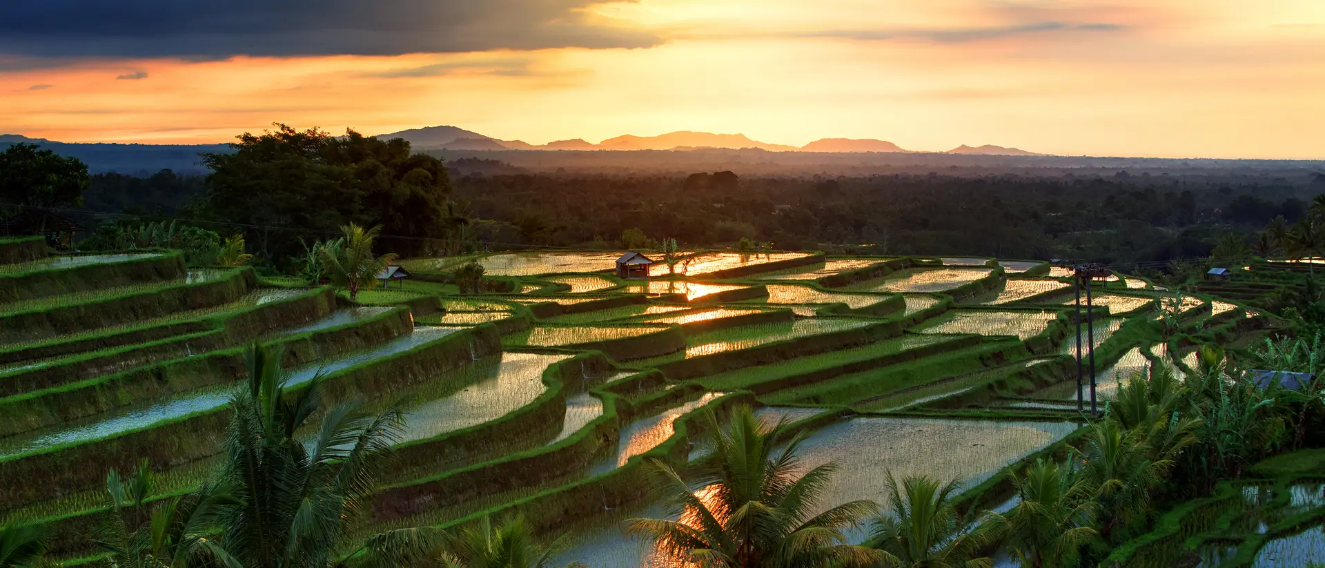 Jatiluwih Rice terraces