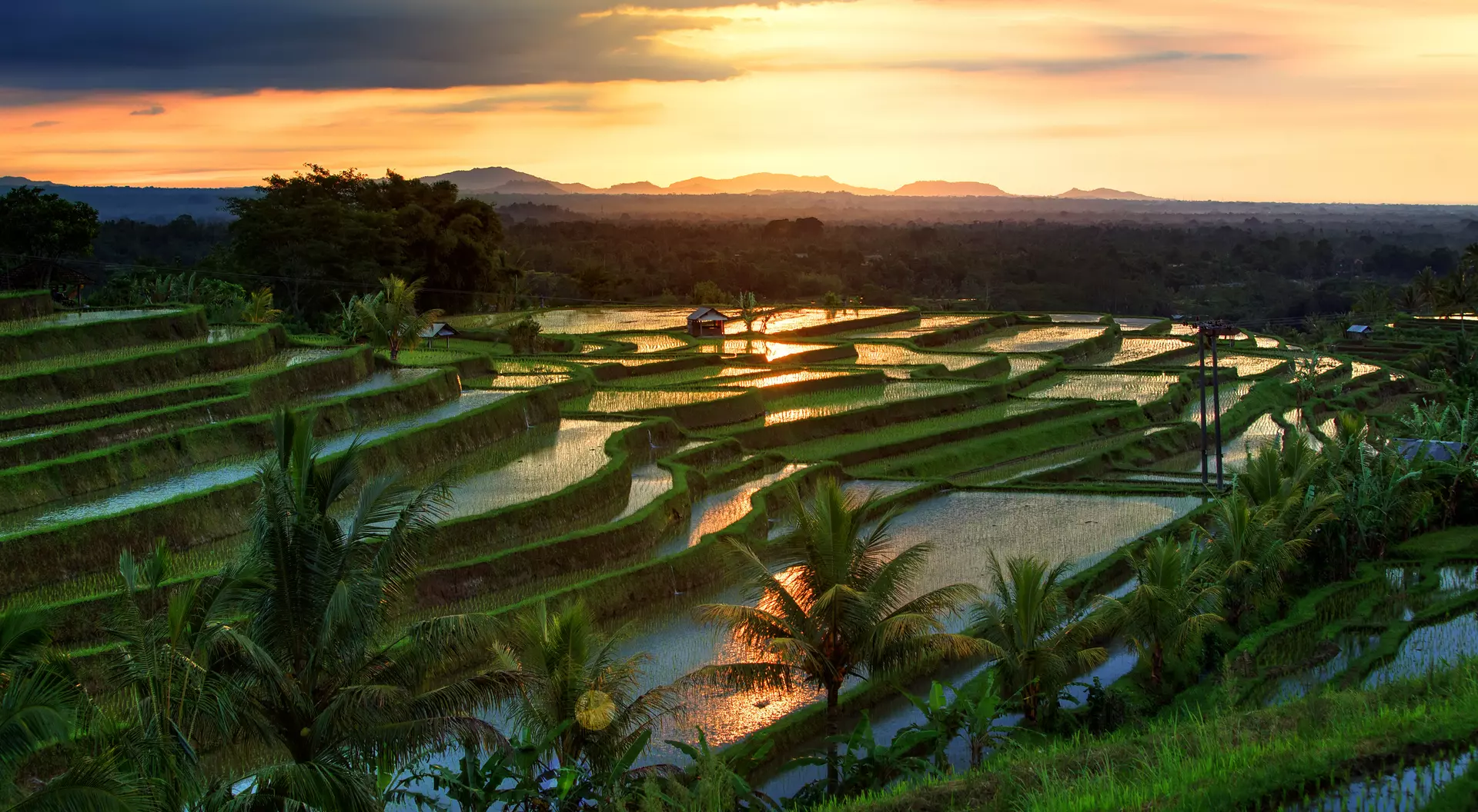 Jatiluwih Rice terraces