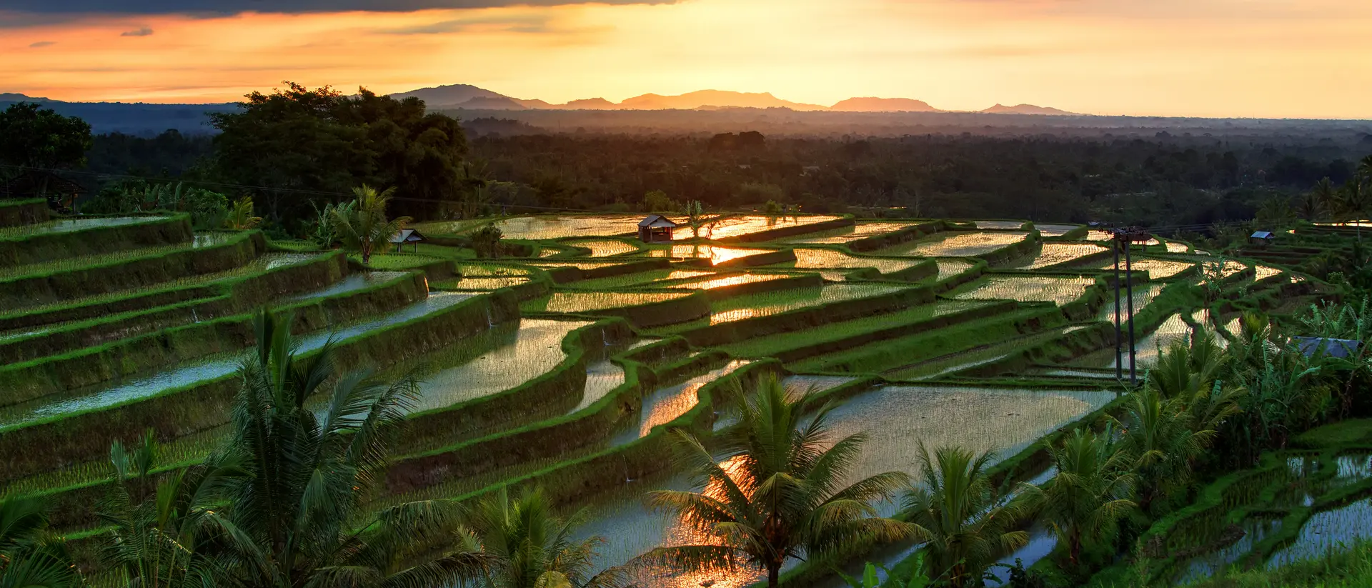 Jatiluwih Rice terraces