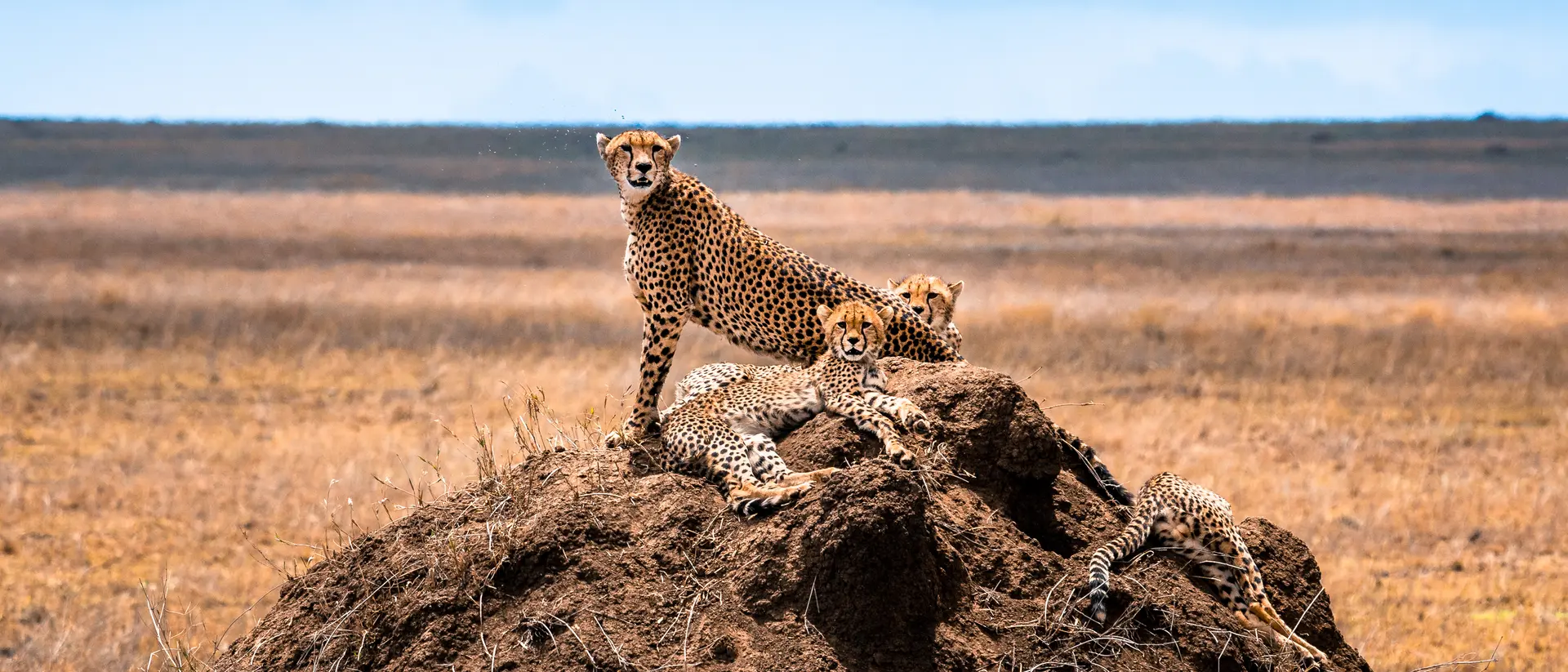Serengeti National Park,  Africa,  Tanzania. 