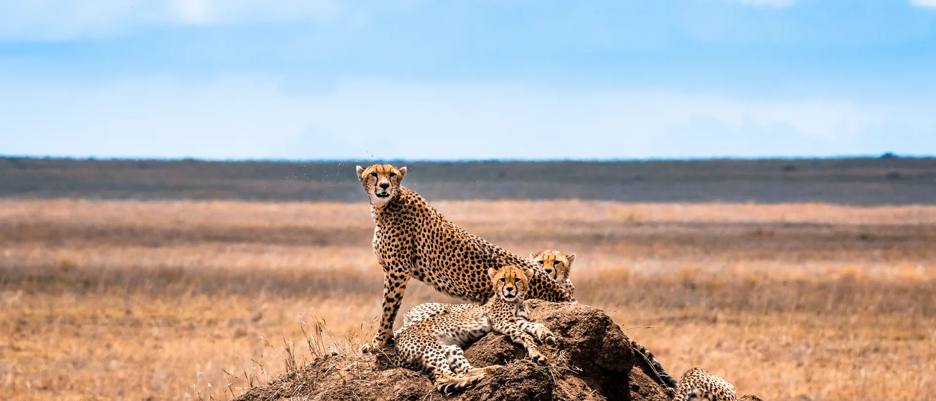 Serengeti National Park, Africa, Tanzania.