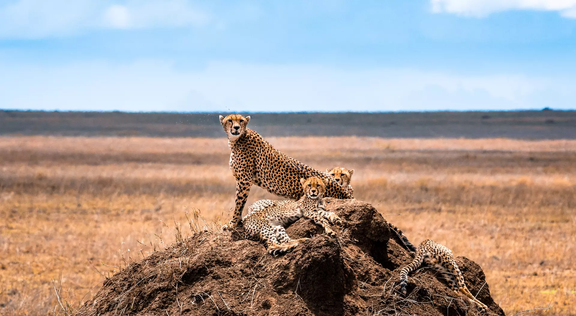 Serengeti National Park,  Africa,  Tanzania. 