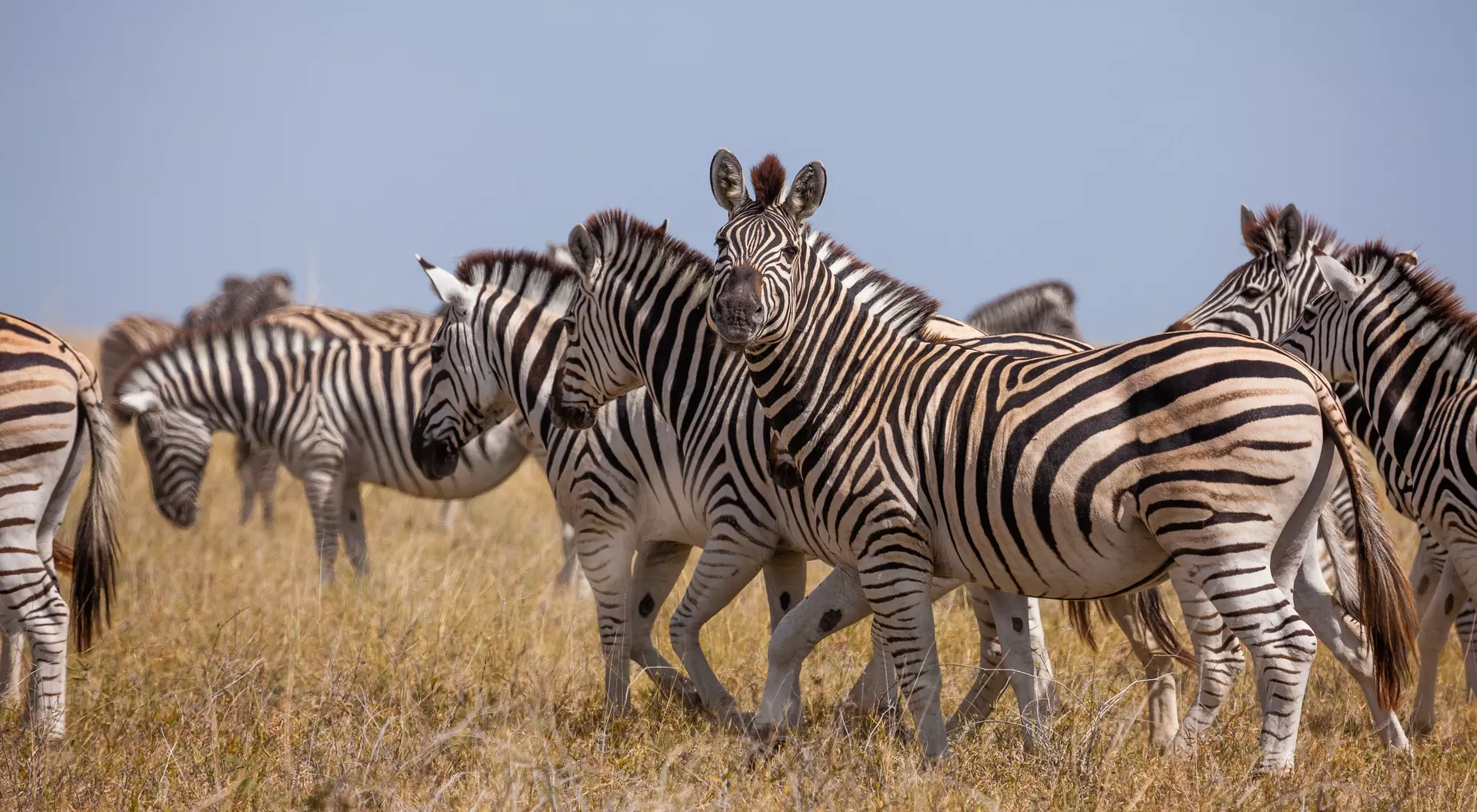 Graceful zebras on the move in Makgadikgadi Pans