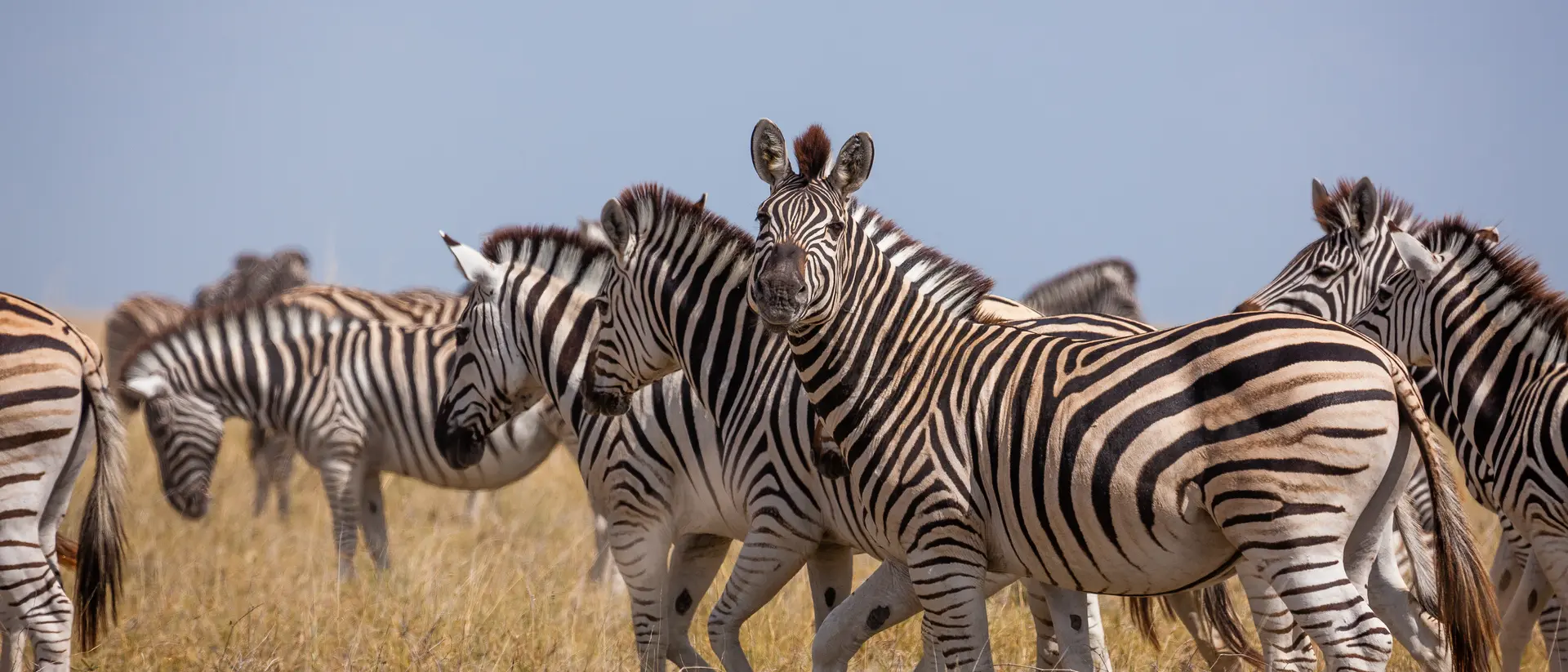 Graceful zebras on the move in Makgadikgadi Pans