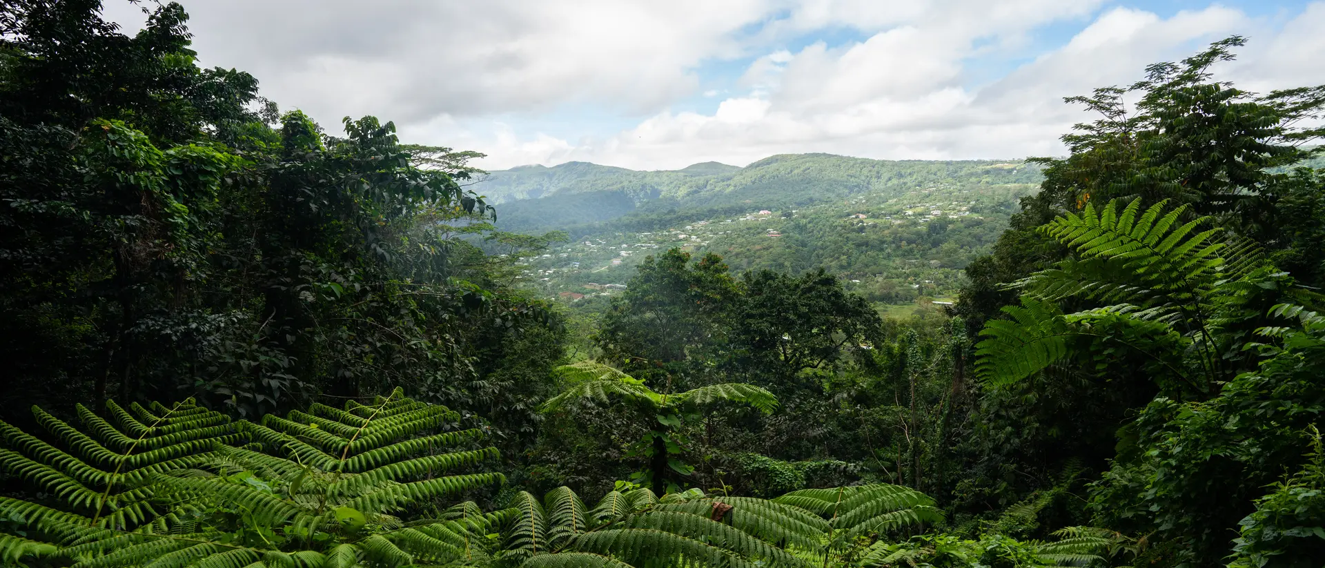 Hike the Mount Vaea walking trail to see the top of Apia