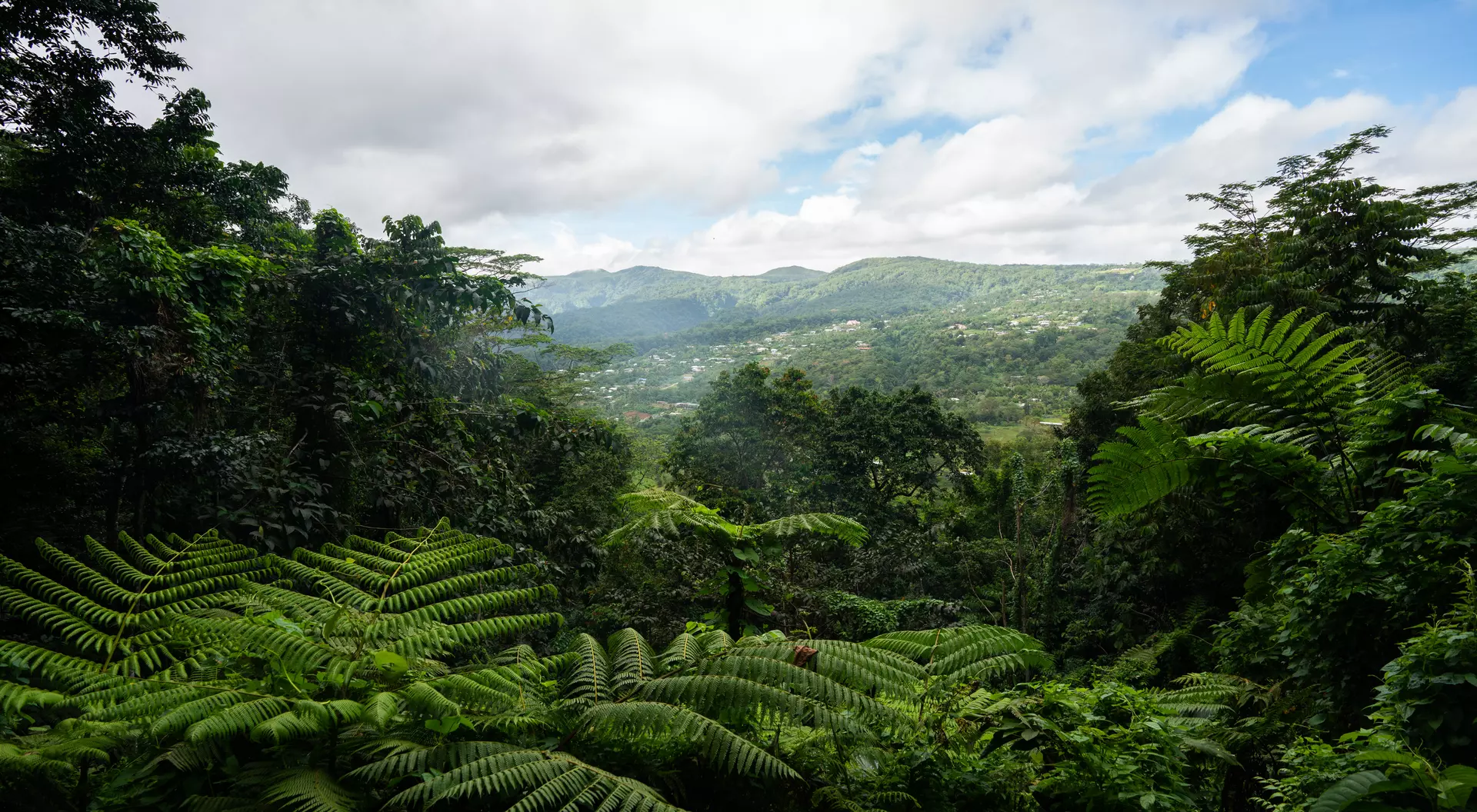Hike the Mount Vaea walking trail to see the top of Apia
