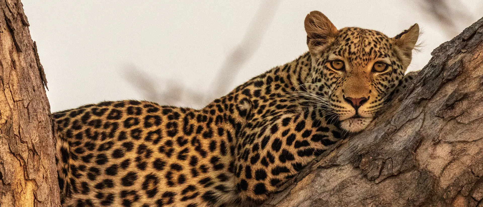 Leopard camouflaged against the tree's bark while waiting for a prey.