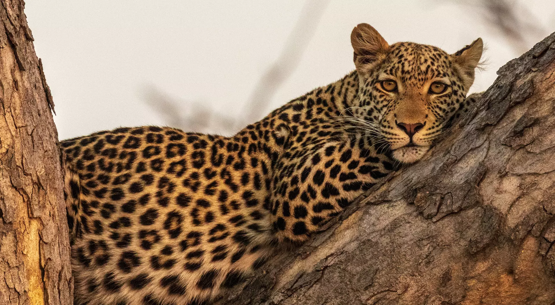 Leopard camouflaged against the tree's bark while waiting for a prey.