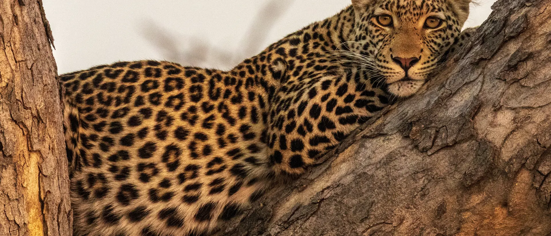 Leopard camouflaged against the tree's bark while waiting for a prey.