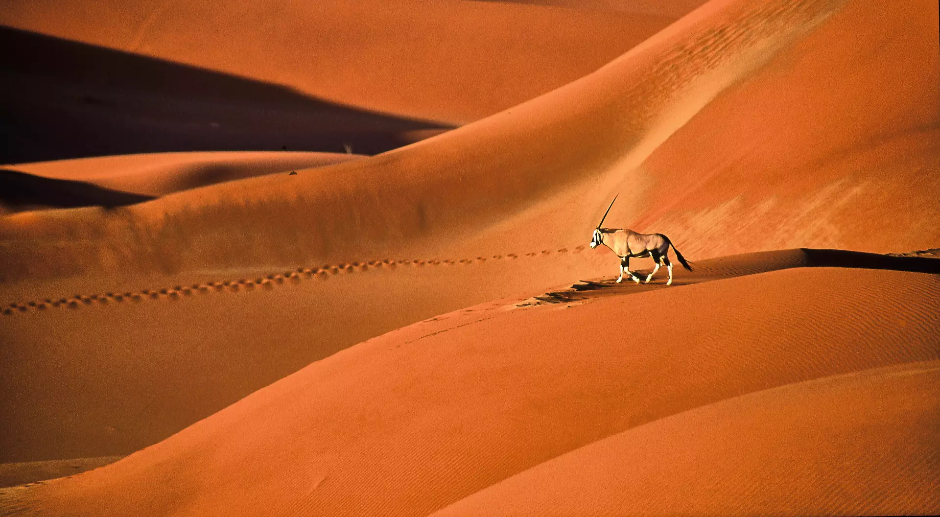 Oryx gazella walks over beautiful red sand dunes.