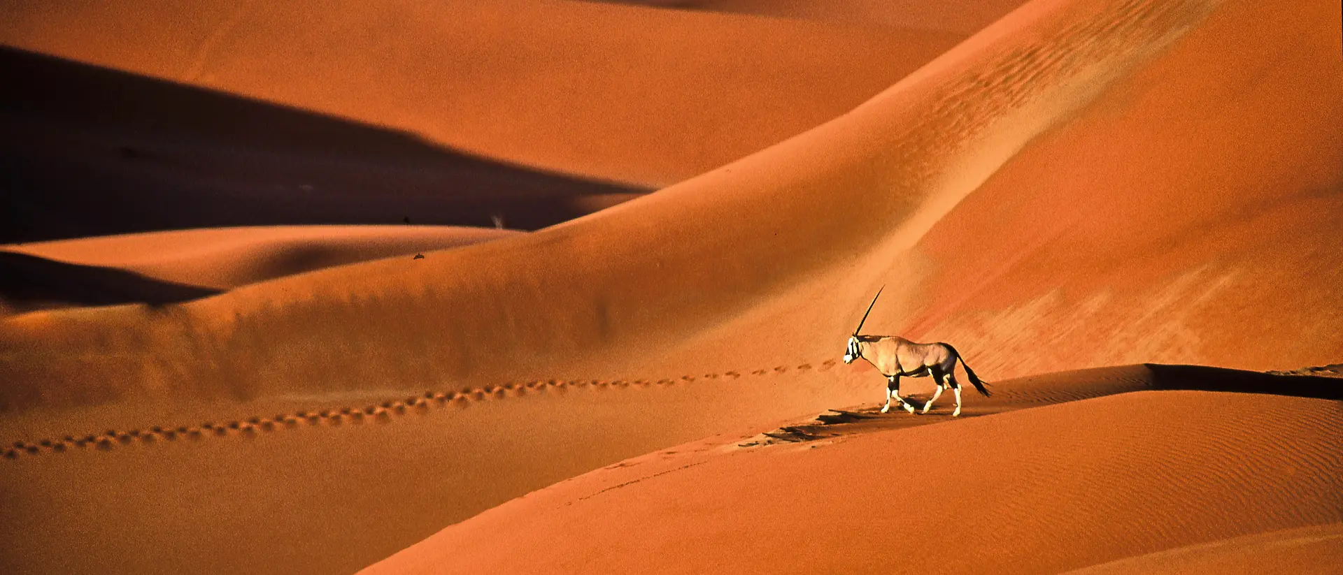 Oryx gazella walks over beautiful red sand dunes.