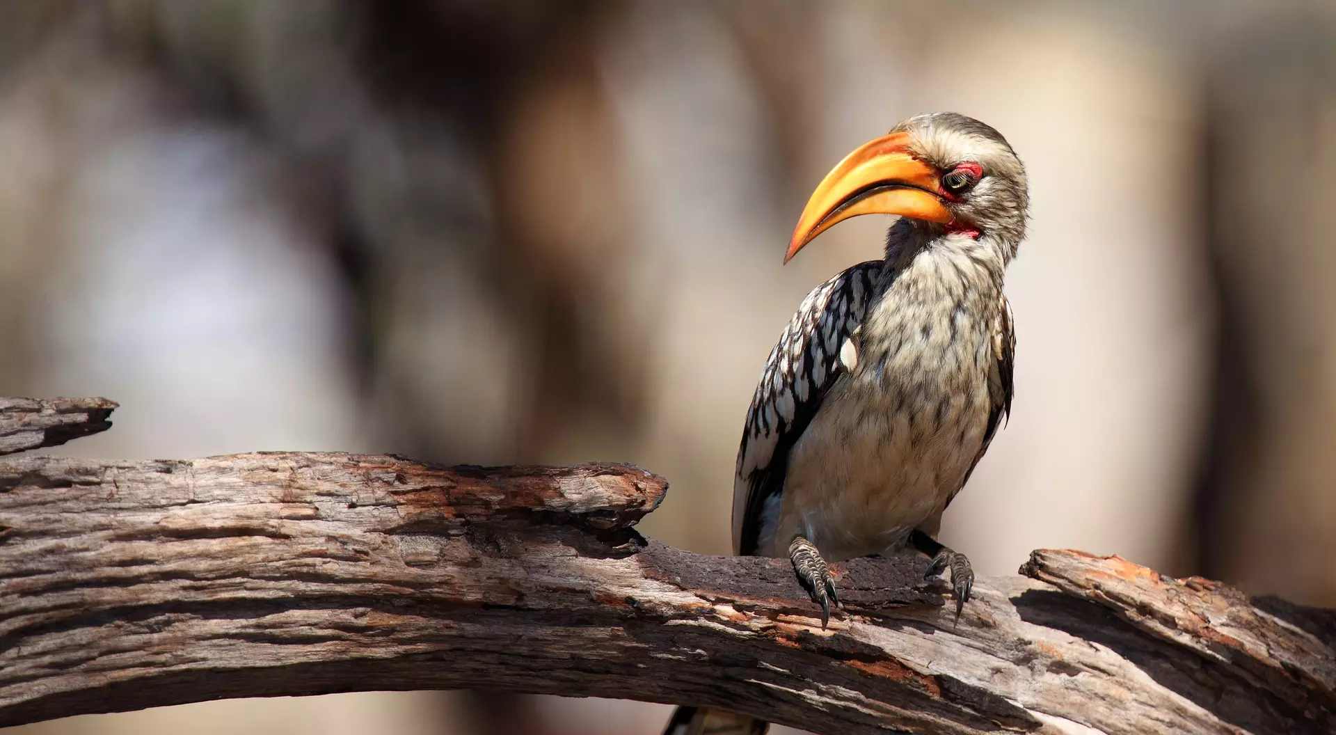 African hornbill sitting on a branch