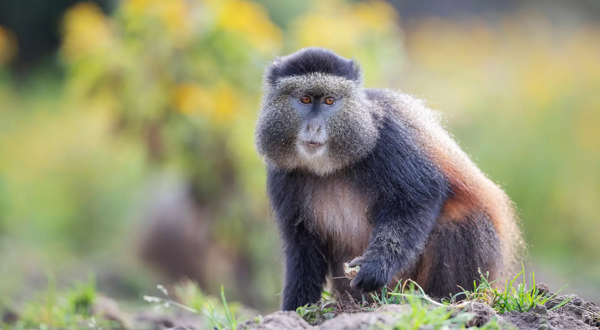 A golden monkey enjoying a nut.