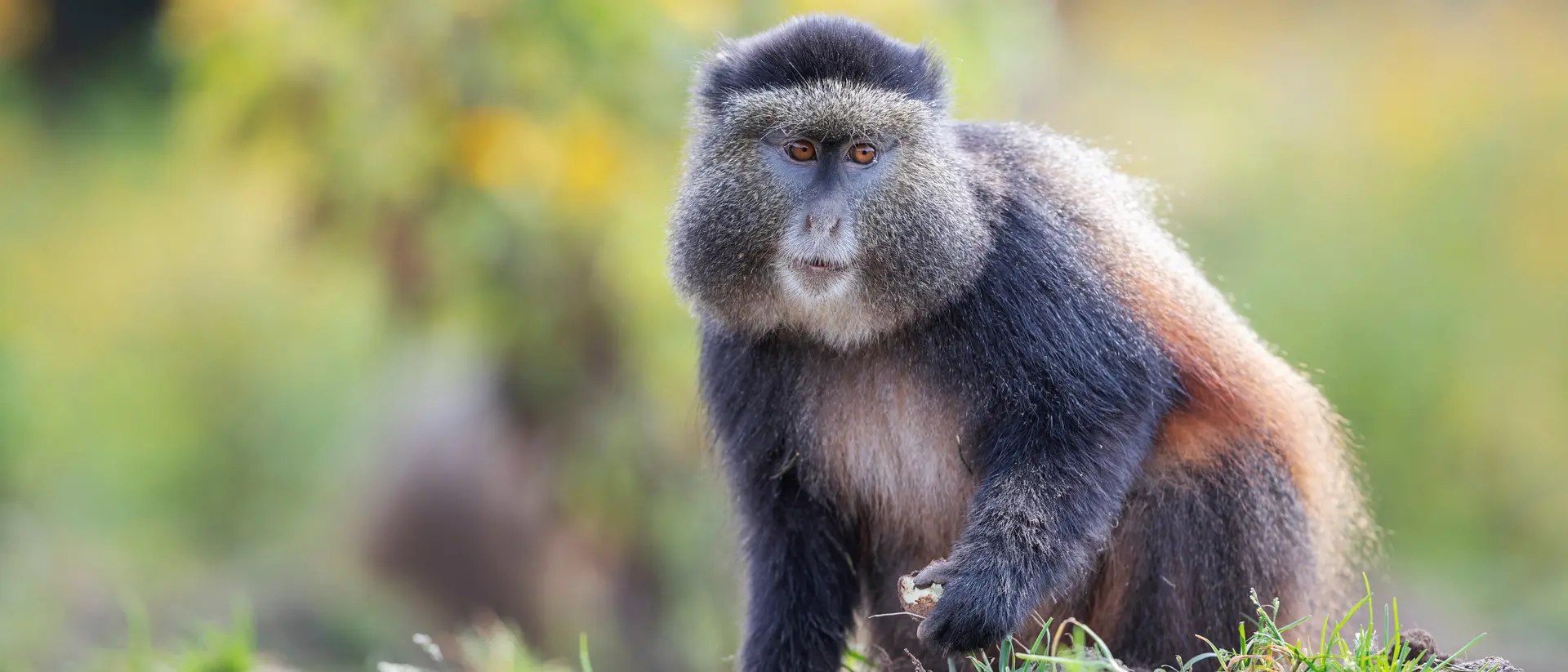 A golden monkey enjoying a nut.