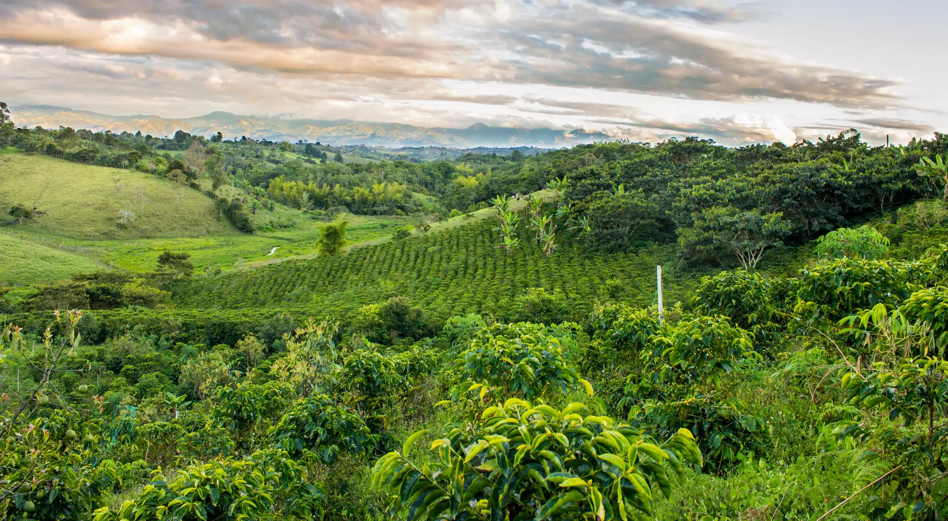 View across green lush coffee plantation
